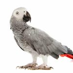 African Grey Parrots