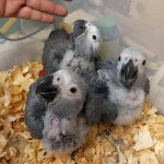 African Baby Parrots for Sale – Hand-Reared, Healthy & Socialized