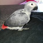 Buy Baby African Grey Parrot For Sale