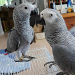 Bonnie and Benny Congo African grey parrot For Sale