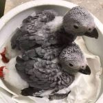 Baby Male And Female African Gray Parrots For Sale