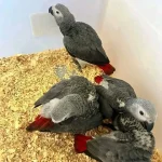 Baby African Gray Parrots