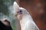 Bare-Eyed Cockatoo - Image 3