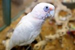 Bare-Eyed Cockatoo - Image 4