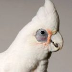 Bare-Eyed Cockatoo