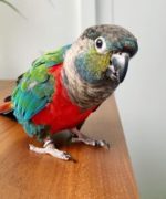 Black Capped Conure - Image 2