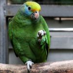 Blue-Cheeked Amazon - Image 4