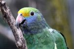 Blue-Cheeked Amazon - Image 3