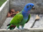 Blue Headed Pionus - Image 2