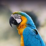 Blue and Gold Macaw - Image 3