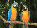 Blue and Gold Macaw - Image 2