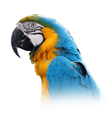 Blue and Gold Macaw