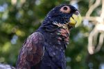Bronze Winged Pionus - Image 3