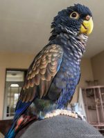 Bronze Winged Pionus - Image 2