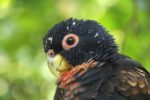Bronze Winged Pionus