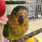 Brown Throated Conure - Image 2