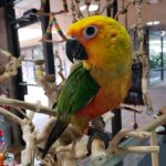 Brown Throated Conure - Image 3