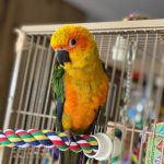 Brown Throated Conure