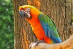 Catalina Macaw - Image 3