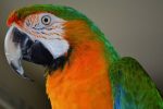 Catalina Macaw