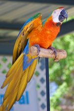 Catalina Macaw - Image 2