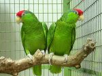 Cherry Headed Conure - Image 4
