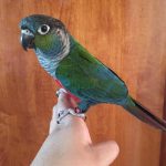 Crimson Bellied Conure - Image 3