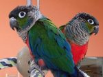 Crimson Bellied Conure - Image 2