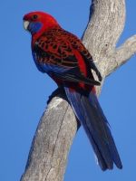Crimson Rosella - Image 2