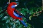 Crimson Rosella