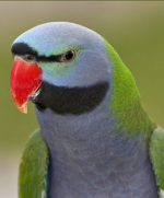 Derbyan Parakeet