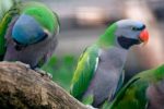 Derbyan Parakeet - Image 3