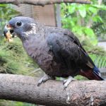 Dusky Pionus - Image 2