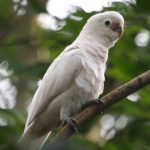 Goffins Cockatoo