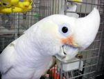 Goffins Cockatoo - Image 3