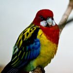 Eastern Rosella - Image 4