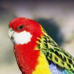 Eastern Rosella - Image 3