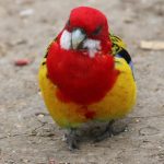 Eastern Rosella