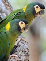 Golden-Collared Macaw - Image 4