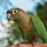 Green Cheek Conure