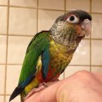 Green Cheek Conure - Image 2