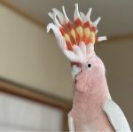 Major Mitchells Cockatoo - Image 3