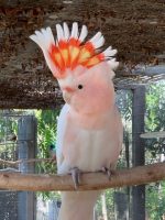 Major Mitchells Cockatoo