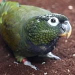 Maximilians Pionus - Image 2