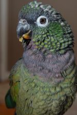 Maximilians Pionus - Image 4