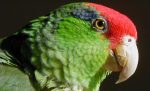 Mexican Red Headed Amazon - Image 4