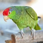 Mexican Red Headed Amazon