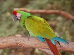 Military Macaw - Image 4