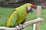 Military Macaw - Image 2