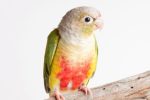 Pineapple Green Cheek Conures - Image 3